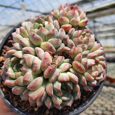 아멜리스푸마토