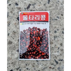 콩짜개덩굴