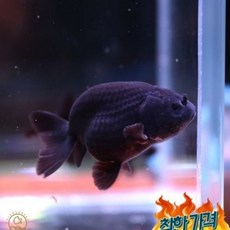 흑난주 1마리 금붕어 난주, 1개, 1개