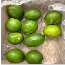 [멕시코산] lime 라임 상큼한 생라임 모히또 라임청 하이볼, 10개, 85g