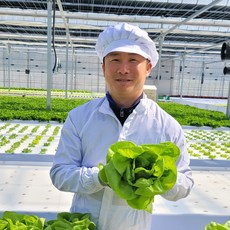무농약 프리미엄 쌈채소 버터헤드 1kg 농장직송 샐러드 상추