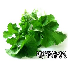 허브 채소 식물 생잎 fresh - 레몬제라늄생잎(50g) 2개 (L)