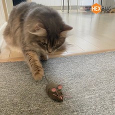 헥스버그마우스