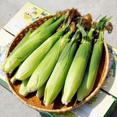 괴산영농조합법인 예약특가 정품 괴산대학찰옥수수 초당옥수수, 괴산대학찰옥수수 중상품 20개