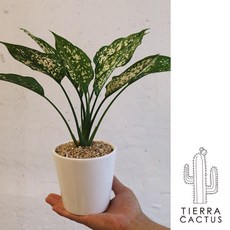 스노우사파이어