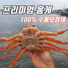 [선주직송] 포항 구룡포 자숙 박달홍게 붉은대게 연지 울진 영덕 대게 3kg(8~12마리) 산지직송, 1개