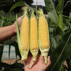 강원도 당도보장 초당옥수수 고당도 특품 옥수수 10개입 20개입, 고당도 초당옥수수 20개입