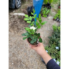 오렌지자스민