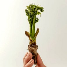 국내 봄나물 두릅 참두릅, 1개, 2팩 (260g 내외)