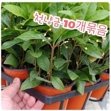 인판티노대롱대롱