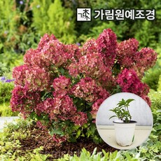 라임라이트수국