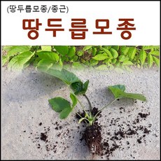 여름두릅묘목