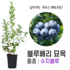 블루베리묘목 TOP01