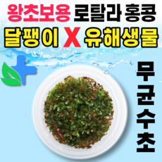 로탈라홍콩