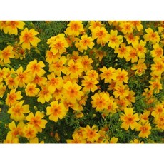 식용메리골드 씨앗 3종, 20개, 소포장 오렌지젬 씨앗