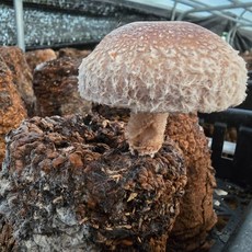 승민이네 대용량 버섯키우기 4종 배지 편스토랑 참송이버섯 황금느타리 영지 표고, 느타리버섯, 1개, 3kg