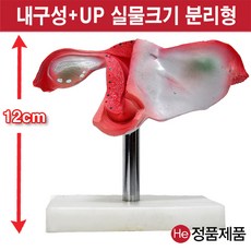 셀프손발모형