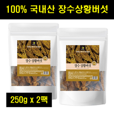 캄보디아상황버섯