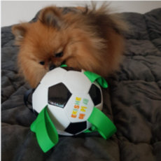  애키새 강아지 터그놀이 축구공 소형견용 지름 12cm 2개입, 1세트 