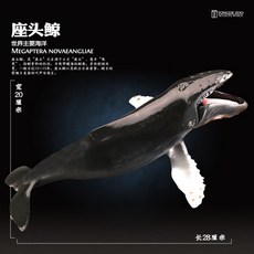 대왕고래혹등고래