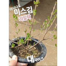 라일락향기코