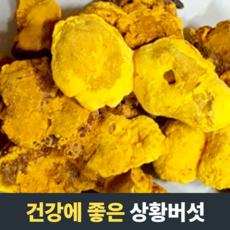 [건강에 좋은] 상황버섯 목질진흙버섯 국내산상황버섯 국산상황버섯 노화지연 콜레스테롤수치조절, 1개, 500g
