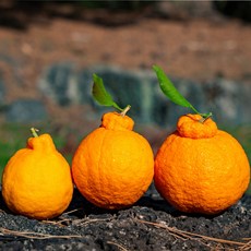 [16brix 이상] 당도선별 제주 서귀포 한라봉 고당도 새콤달콤, 1박스, 하우스 한라봉 5kg 중과