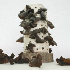 포장 배송 선별된 국내산 무농약 생목이버섯 건목이버섯 생 목이버섯 건목이 버섯, 건물, 1개, 60g