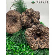 능이버섯 TOP01