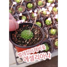 벌레잡이제비꽃키우기