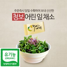 사회적기업 청보 유기농 어린잎채소 500g, 1박스