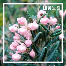 각시석남
