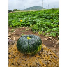 고소한 제주 보우짱 24년산 제철 못난이 단호박 밤호박 2kg 크기수량 랜덤