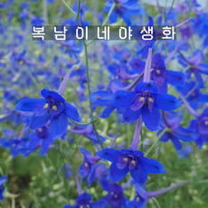 백두산 제비고깔 [2포트 복남이네야생화 모종 토종식물 델피늄 delphinium]