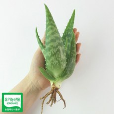 알로에 사포나리아 모종 1개 생알로에 알로에사포나리아 취미
