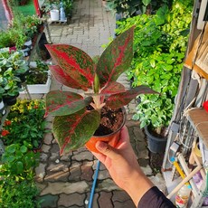 15~25cm 49 아글레오네마 리치 소품