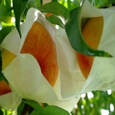 옥천복숭아달인