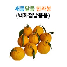 [제주 직송] 제주한라봉 할라봉 가정용 선물용 2kg 3kg 5kg 10kg