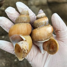 [노라비타] 당일조업 당일발송 3대째 이어온 국내산 포항 구룡포 활 백골뱅이, 1개, 중1kg(20-30미)