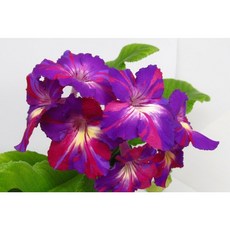 스트렙토카르푸스 TOP01