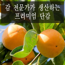 농장에서바로 고당도 제철 경남 햇 단감, 못난이 단감, 5kg 30과