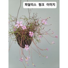 두발을못뻗는이땅이애달파