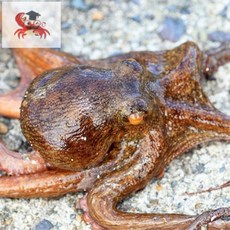 국내산 남해안 자연산 활문어 돌문어 생물문어 1KG 2KG, -1._신선한 남해 통영 활 돌문어 1-3미, 1개