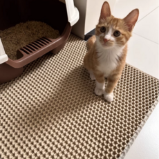 레이펫토이 간편청소 고양이 모래매트, 1개, 그레이