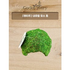 [렙티주] 모스돔 은신처(중)
