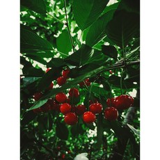 [파도솔] 항공직송 고당도 대 사이즈 생 체리, 1개, 1kg