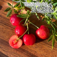 체리만쥬