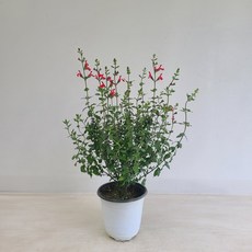 체리세이지 99 무배 온누리꽃농원