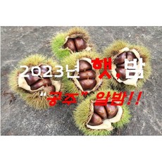 23년햇공주밤(대) 2kg ~8kg (9월4일 부터 순차 발송), 1개