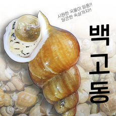 백고둥